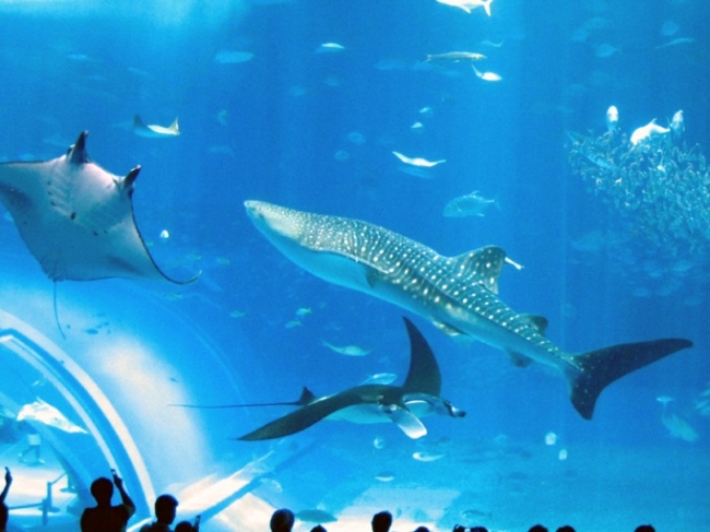世界的に高評価を得た「沖縄美ら海水族館」