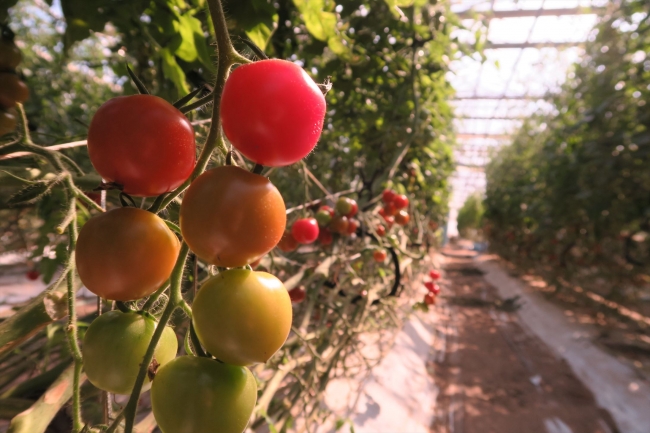 「マルセンファーム」のトマト農場