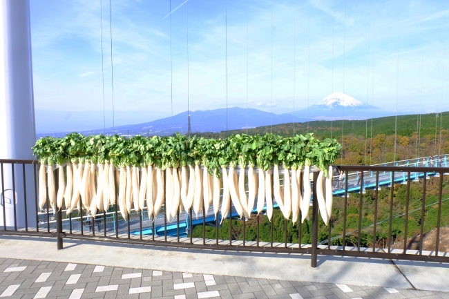 三島の冬の風物詩「富士山と大根干し」を期間 限定（12月中旬頃まで）で実施