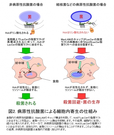 図2：病原性抗酸菌による細胞内寄生の仕組み