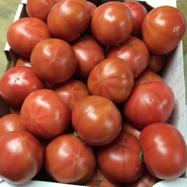 陽洋トマト