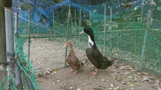 薩摩鴨（左）、薩摩黒鴨（右）