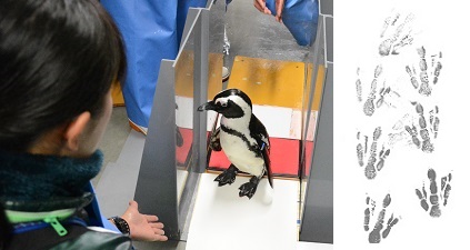 ペンギン足型採取のようす(京都水族館)(左)、実際に採取したケープペンギンの足型(右)