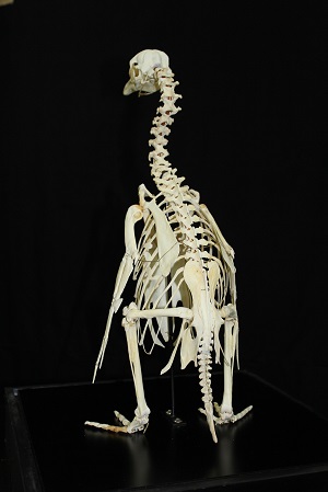 マゼランペンギンの骨格標本の展示