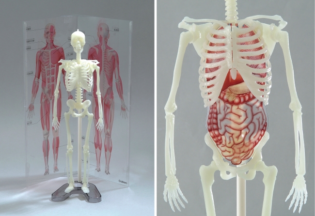 ▲左：骨格模型と同じ縮尺の筋肉パネル、右：骨格模型にぴったり収まる内臓フィルム