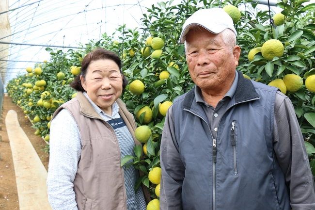 2020年1月の野菜定期便には新富町の生産者、大木さん夫妻が手がける「キンカン」が登場します
