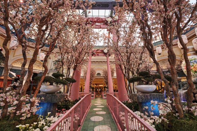 植物園の東エリア： 桜のトンネル。