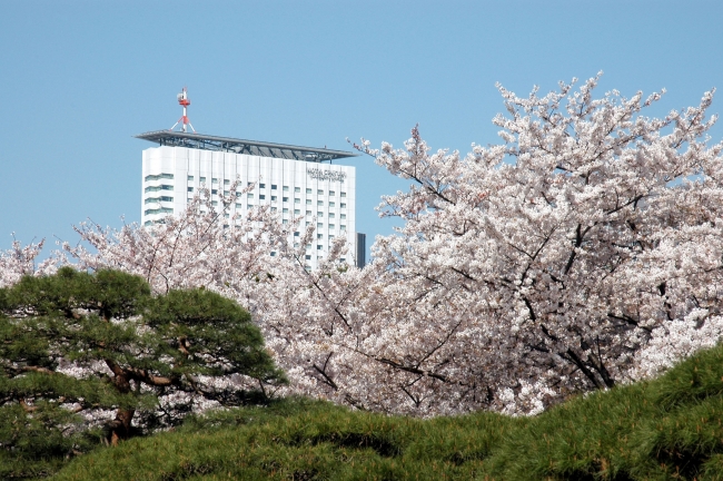 桜が満開の新宿御苑から望む小田急ホテルセンチュリーサザンタワー