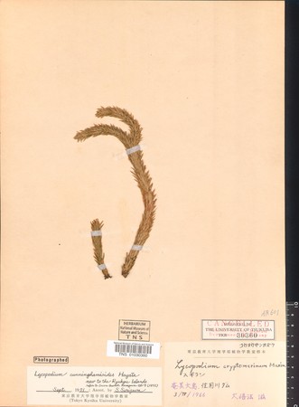 日本国内で1回だけ採集されたシダ植物　コウヨウザンカズラの標本（所蔵：国立科学博物館）