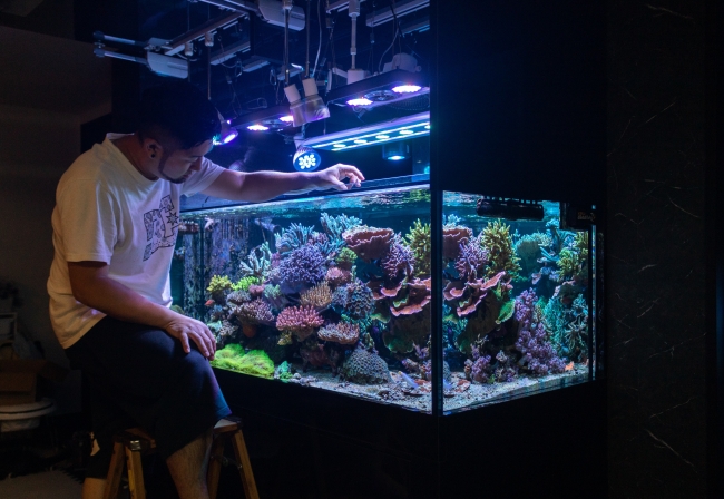 プログラム内で配信するサンゴ礁水槽と、講師のCAO(Chief Aquarium Officer)増田