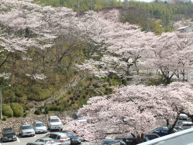 昨年度までの園内の桜
