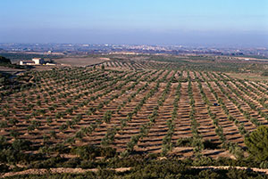スペインのオリーブ農園　イメージ
