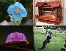（左上）六甲高山植物園 ヒマラヤの青いケシ（右上）六甲オルゴールミュージアム 展示楽器イメージ（左下）自然体感展望台 六甲枝垂れ ライティングイメージ （右下）六甲山カンツリーハウス ロープクライミングイメージ