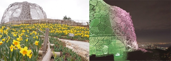 左：スイセン　4月9日撮影時の様子、右：六甲山光のアート「Lightscape in Rokko ～Spring Version～」開催時の様子