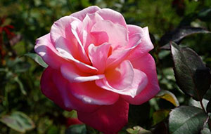 ローズウオークに咲くバラ(10月16日撮影)