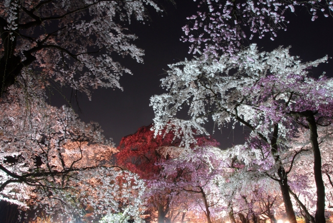 関西 イベント 
 京都府立植物園　春の桜イベントいよいよ開催！