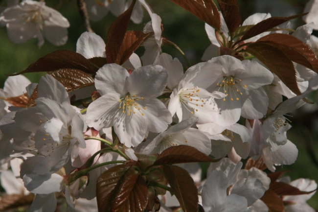関西 イベント 
 京都府立植物園　春の桜イベントいよいよ開催！