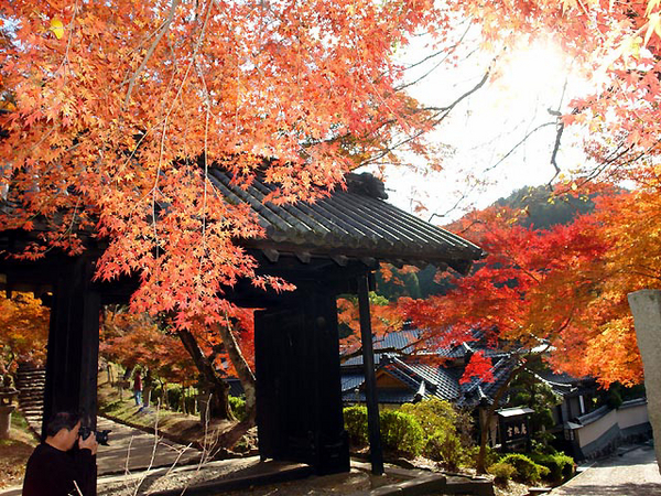 秋月城跡は筑前の小京都と呼ばれ、秋は紅葉が美しい