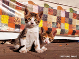 岩合光昭写真展「ねこ歩き」開催ならびに最新写真集『ねこ歩き』発売のお知らせ