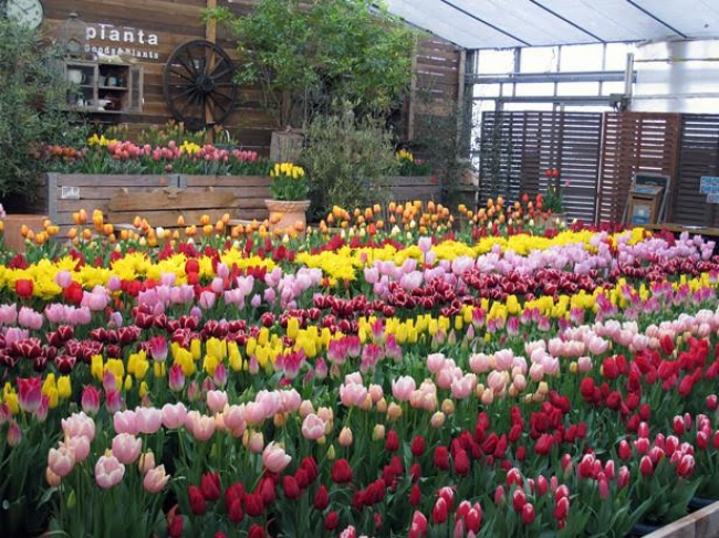 春の花情報も満載！　写真は「神戸フルーツフラワーパーク」のチューリップ