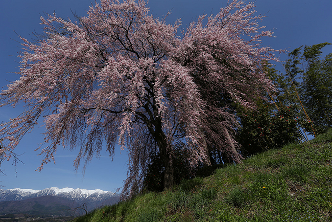 参考画像：『信濃路』作品例　アルバム名：花盛りの駒ヶ根、作品名：吉瀬の桜