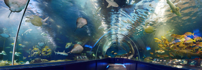 「トンネル水槽」を通って水族館を探検できます。