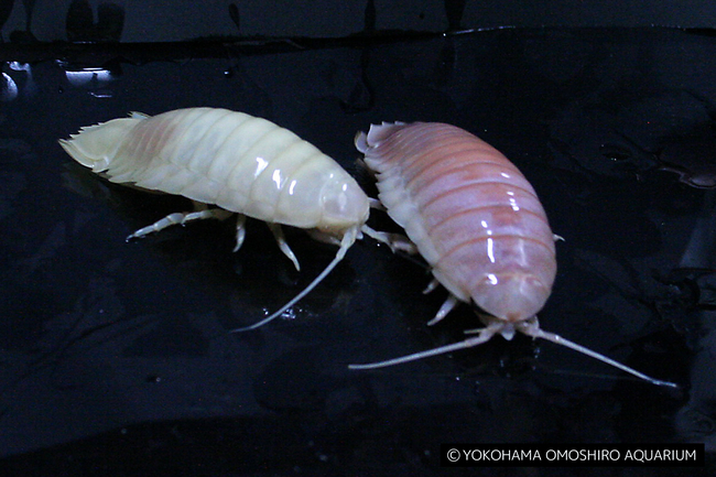 上から撮影：左）白いオオグソクムシ　右）通常のオオグソクムシ