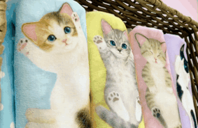 並べると子猫の くっつき寝 が再現できる 子猫がへそ天でごろ ん タオルハンカチ が フェリシモ猫部 Tm から新登場 Story ストーリィ オフィシャルサイト 並べると子猫の くっつき寝 が再現できる 子猫がへそ天でごろ ん タオルハンカチ が フェリシモ猫部 Tm から新登場 Story ストーリィ オフィシャルサイト