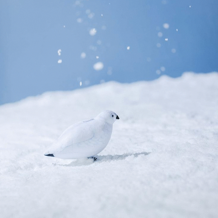 なかなかお目にかかれない 本物と同じサイズ もっちりライチョウクッション と とことこライチョウ ポーチ が フェリシモ You More から誕生 株式会社フェリシモのプレスリリース なかなかお目にかかれない 本物と同じサイズ もっちりライチョウクッション と とことこライチョウ ポーチ が フェリシモ You More から誕生 株式会社フェリシモのプレスリリース