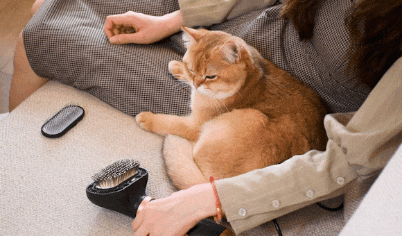 クラウドファンディング開始 Sumataco Z9 これ一台で愛犬 愛猫の毛並みを完璧にセット 2 In 1のペットドライヤー ブラシをgreen Fundingで 株式会社glotureのプレスリリース クラウドファンディング開始 Sumataco Z9 これ一台で愛犬 愛猫の毛並みを完璧にセット 2 In 1のペットドライヤー ブラシをgreen Fundingで 株式会社glotureのプレスリリース