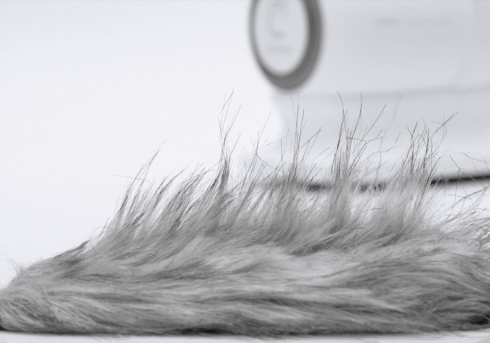 家でもペット美容可能 超簡単操作ペット美容器 さらに10 Off お見逃しなく Genhigh ジェンハイ のプレスリリース 家でもペット美容可能 超簡単操作ペット美容器 さらに10 Off お見逃しなく Genhigh ジェンハイ のプレスリリース