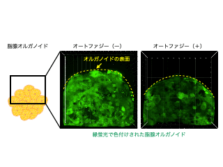 図2 オルガノイドを用いたタイムラプス解析