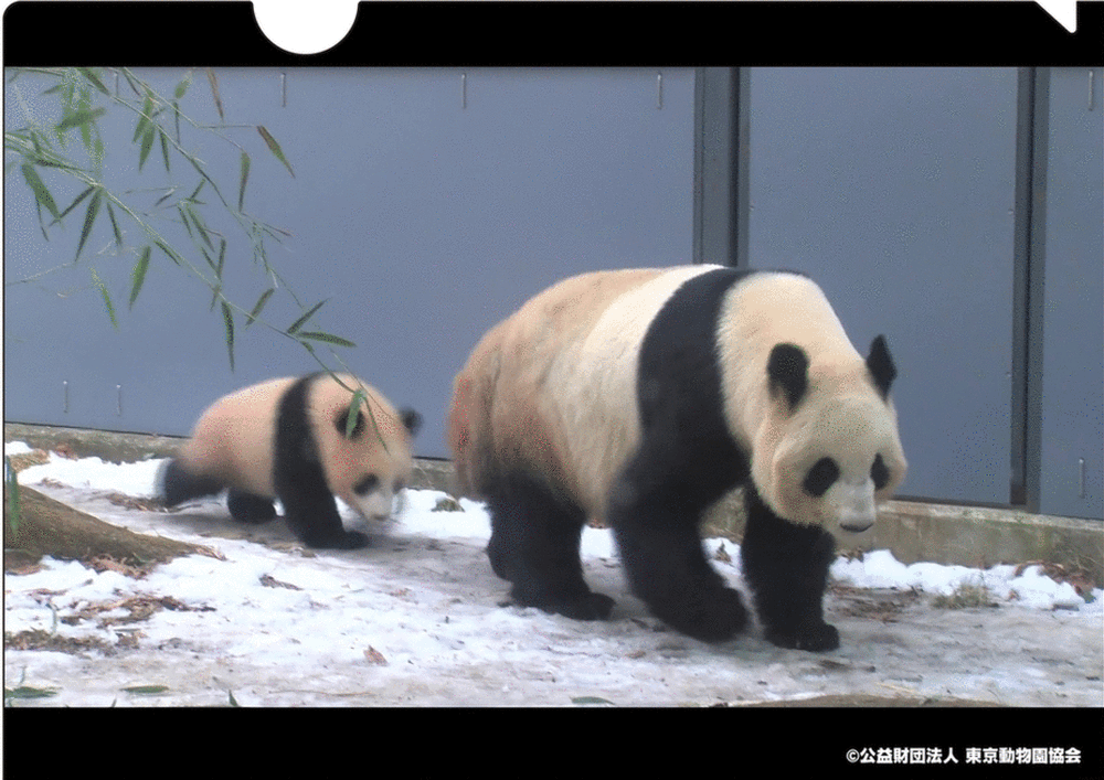 6月12日は上野動物園 シャンシャン 1歳の誕生日 ハッピーパンダフルデイズ フェア 株式会社大丸松坂屋百貨店のプレスリリース 6月12日は上野動物園 シャンシャン 1歳の誕生日 ハッピーパンダフルデイズ フェア 株式会社大丸松坂屋百貨店のプレスリリース