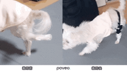 愛犬の健康的な 歩行 走行 ジャンプ をサポートする犬用膝サポーター 膝蓋骨パテラサポーター ポベオが遂に日本へ上陸します 合同会社noel J K のプレスリリース 愛犬の健康的な 歩行 走行 ジャンプ をサポートする犬用膝サポーター 膝蓋骨パテラサポーター ポベオが遂に日本へ上陸します 合同会社noel J K のプレスリリース