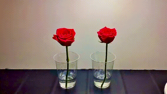 水VS花びら液 右が花びら液 水VS花びら液 右が花びら液