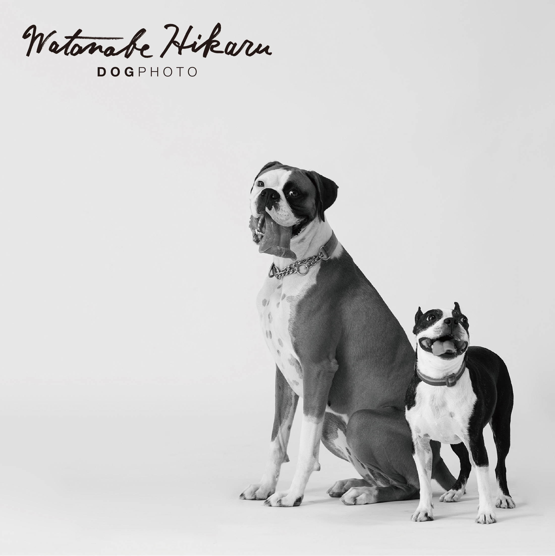 愛犬家のための愛犬ポートレート撮影会「WATANABEHIKARU_DOGPHOTO SESSION」