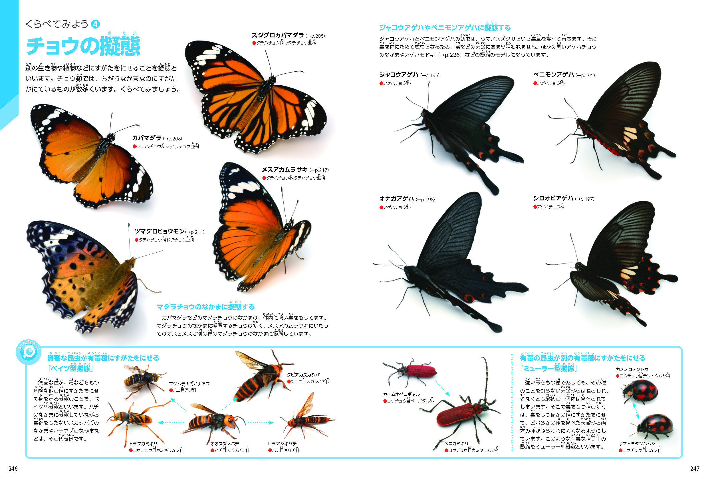 ▲「くらべてみよう」ではさまざまな昆虫の特徴や生態を比較する。
