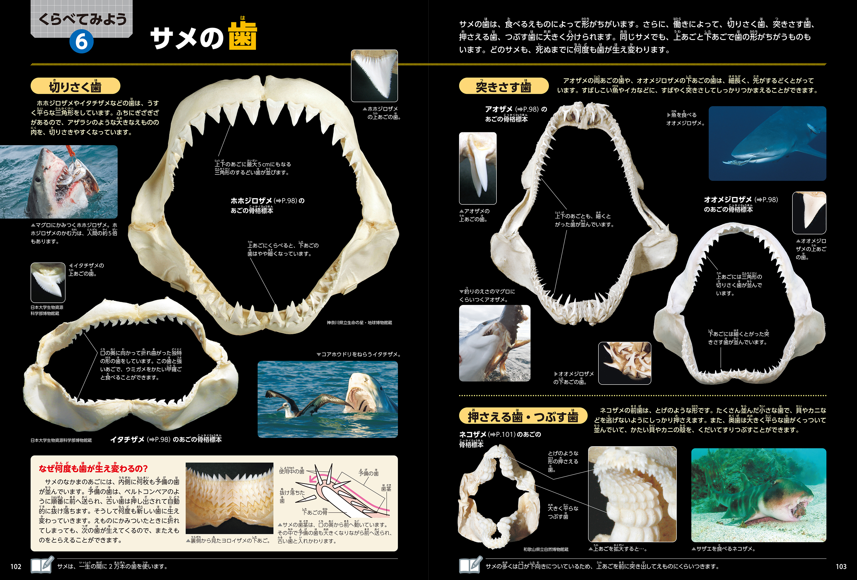 ▲「くらべてみよう」では、さまざまな危険生物の武器を比較する。