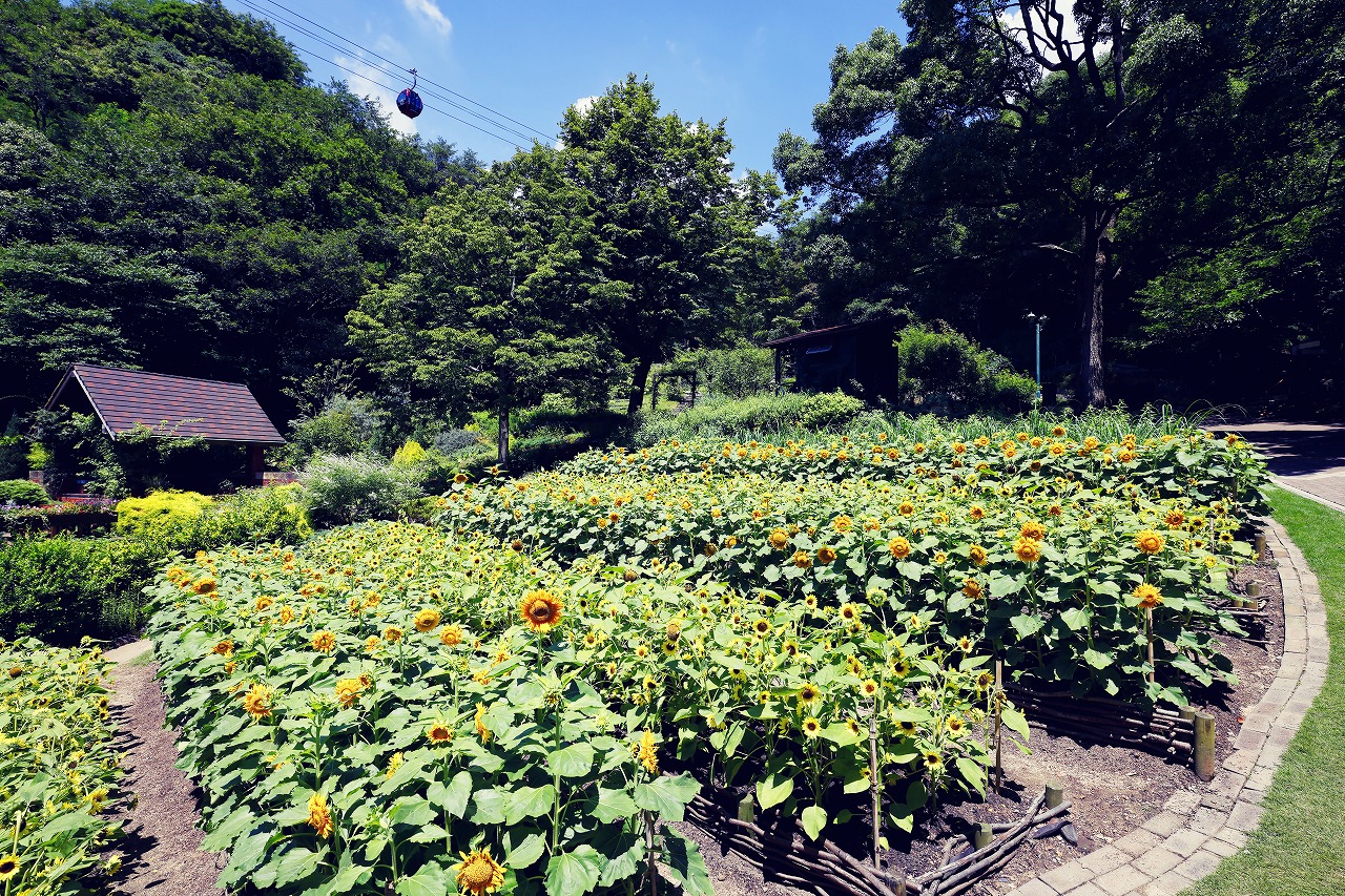 四季の庭（昼）