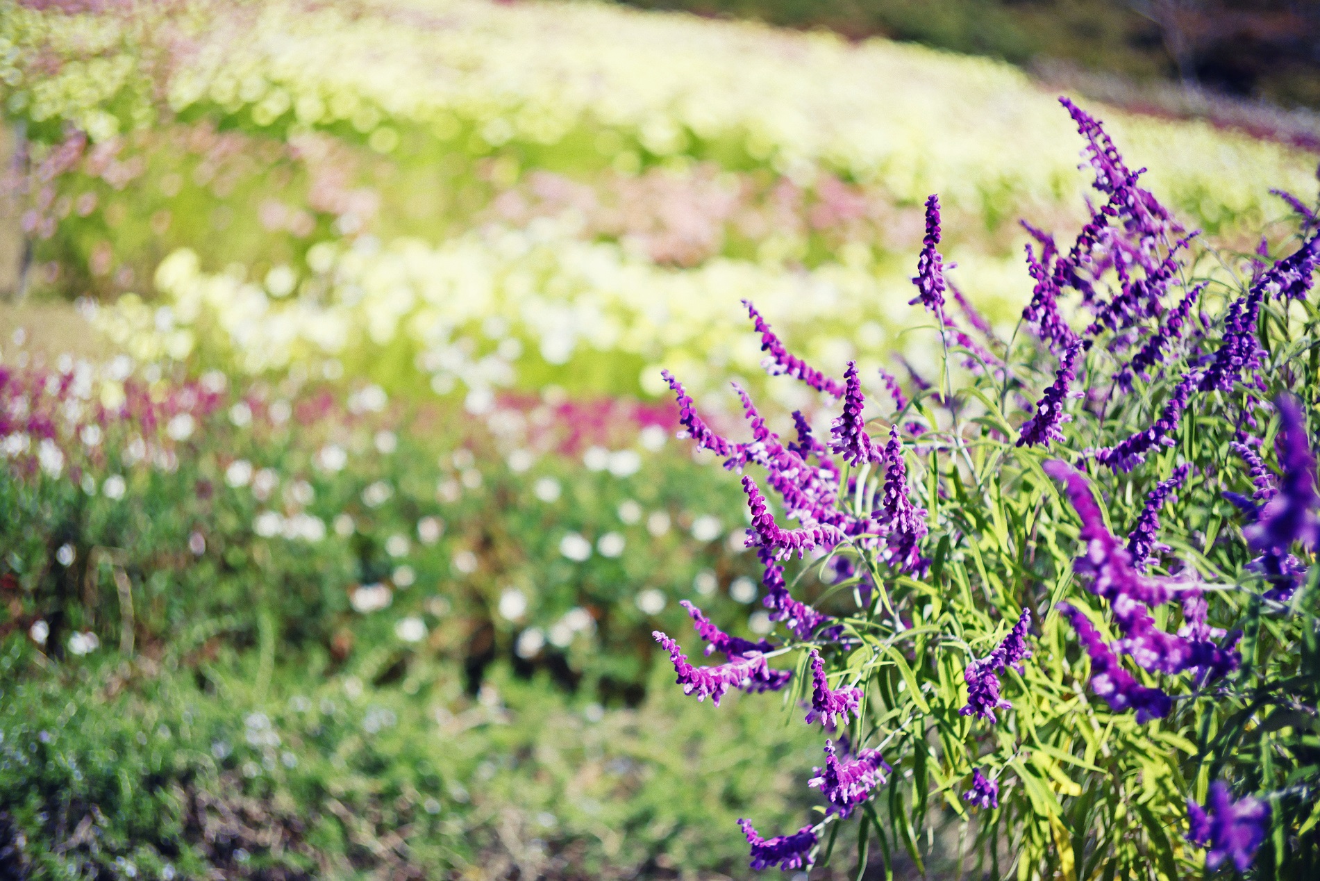 コスモスとセージ