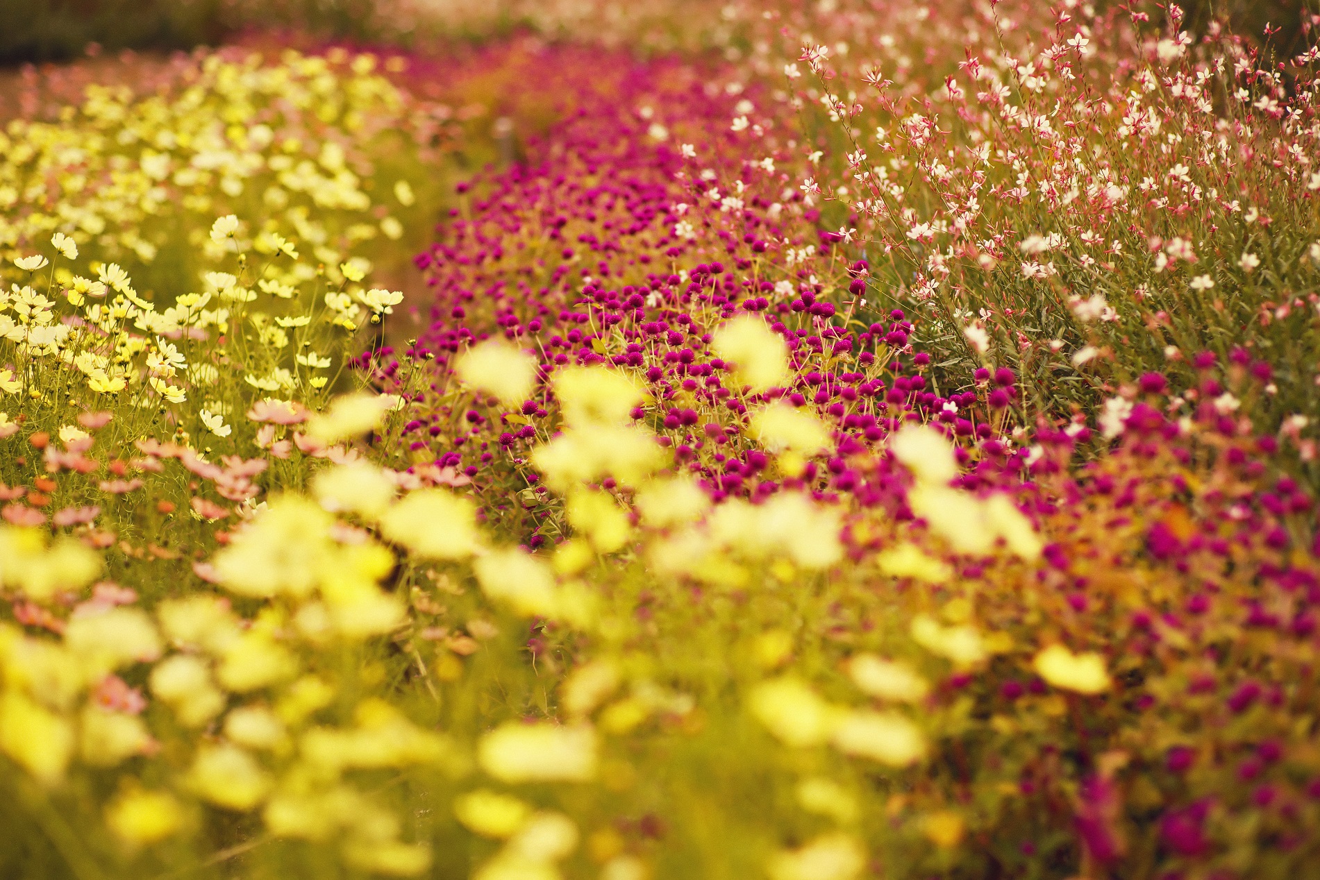 コスモスとセンニチコウとガウラ