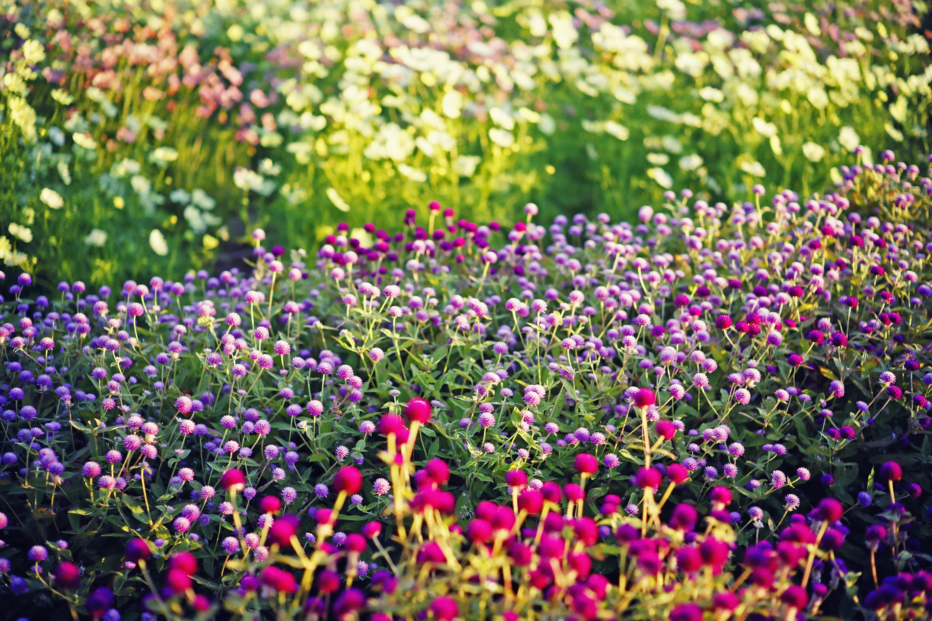 コスモスとセンニチコウ