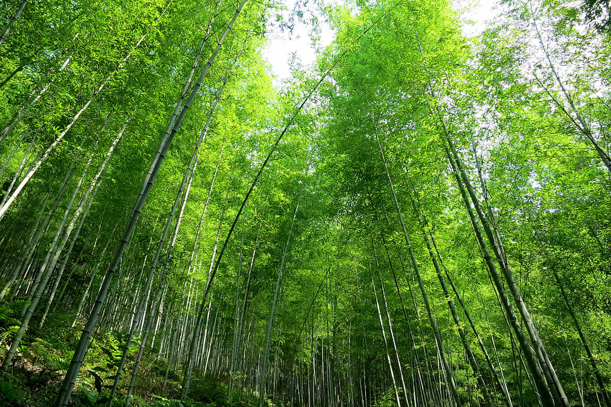 虎竹のある暮らしを、ふるさと納税で
