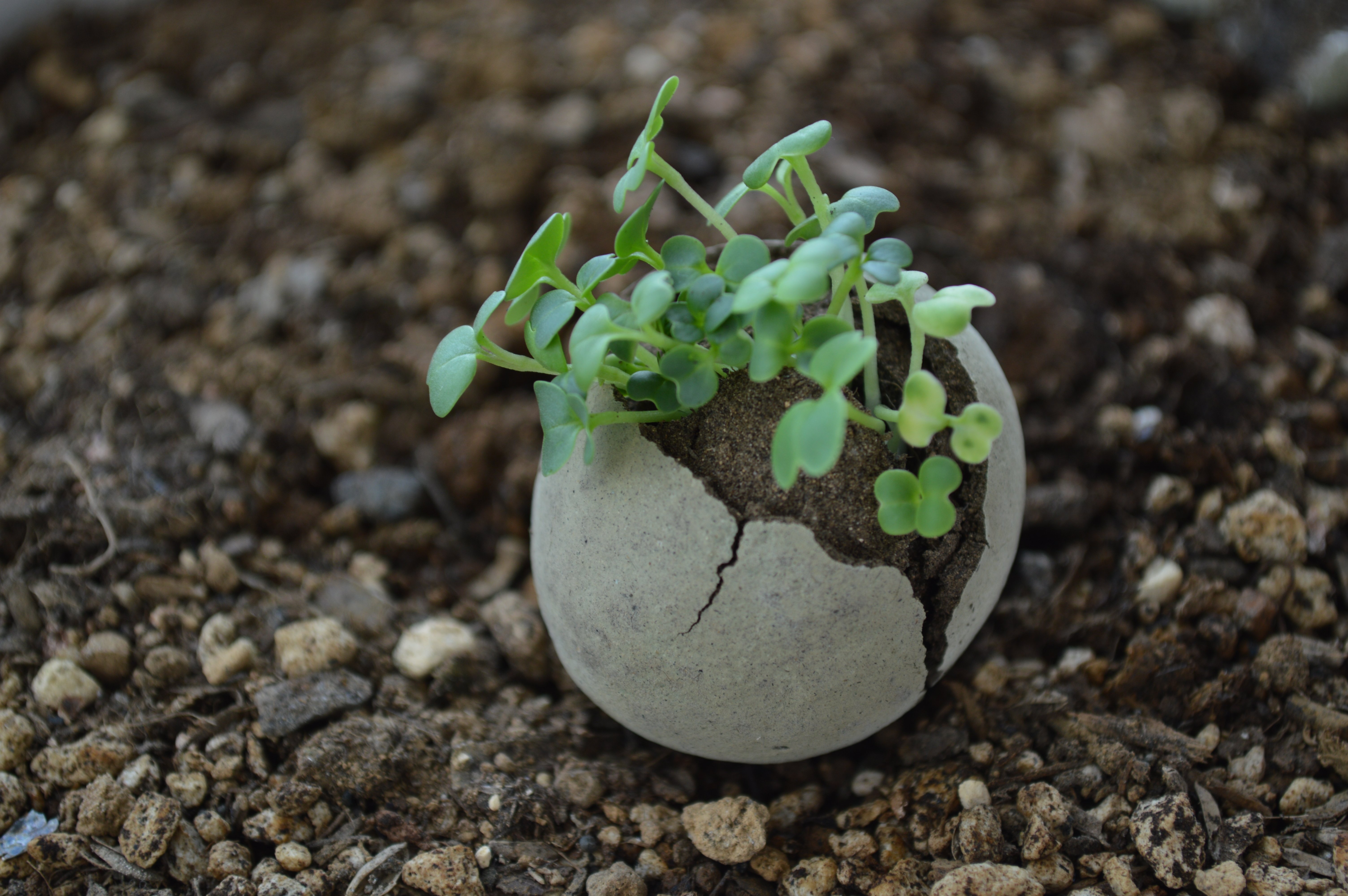 みつばちの蜜源となる植物をお家で育てよう