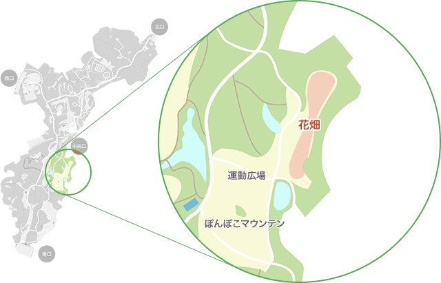 ポピーがみられるエリア（運動広場花畑）