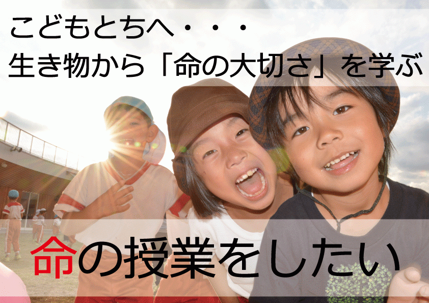 クラウドファンディングを利用して子どもたちにミニチュアホースを届けます