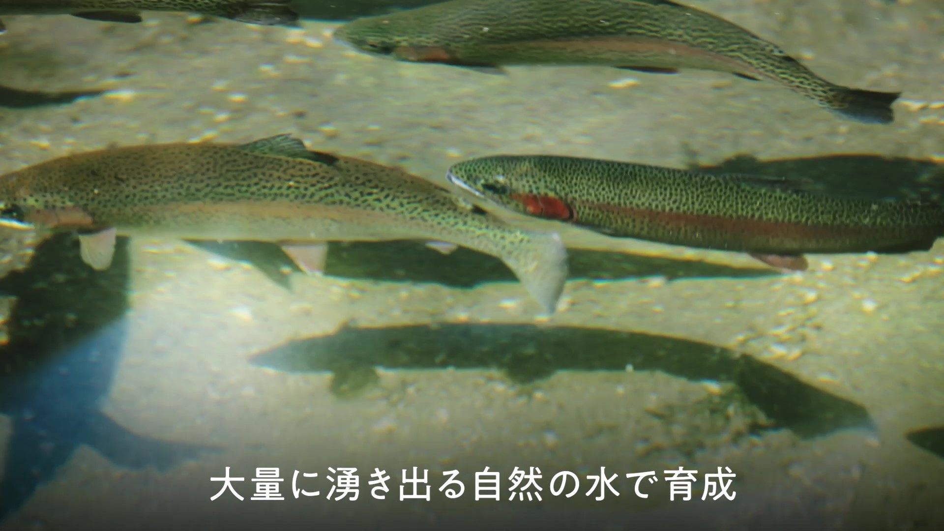 大量に湧き出る自然の水で育成