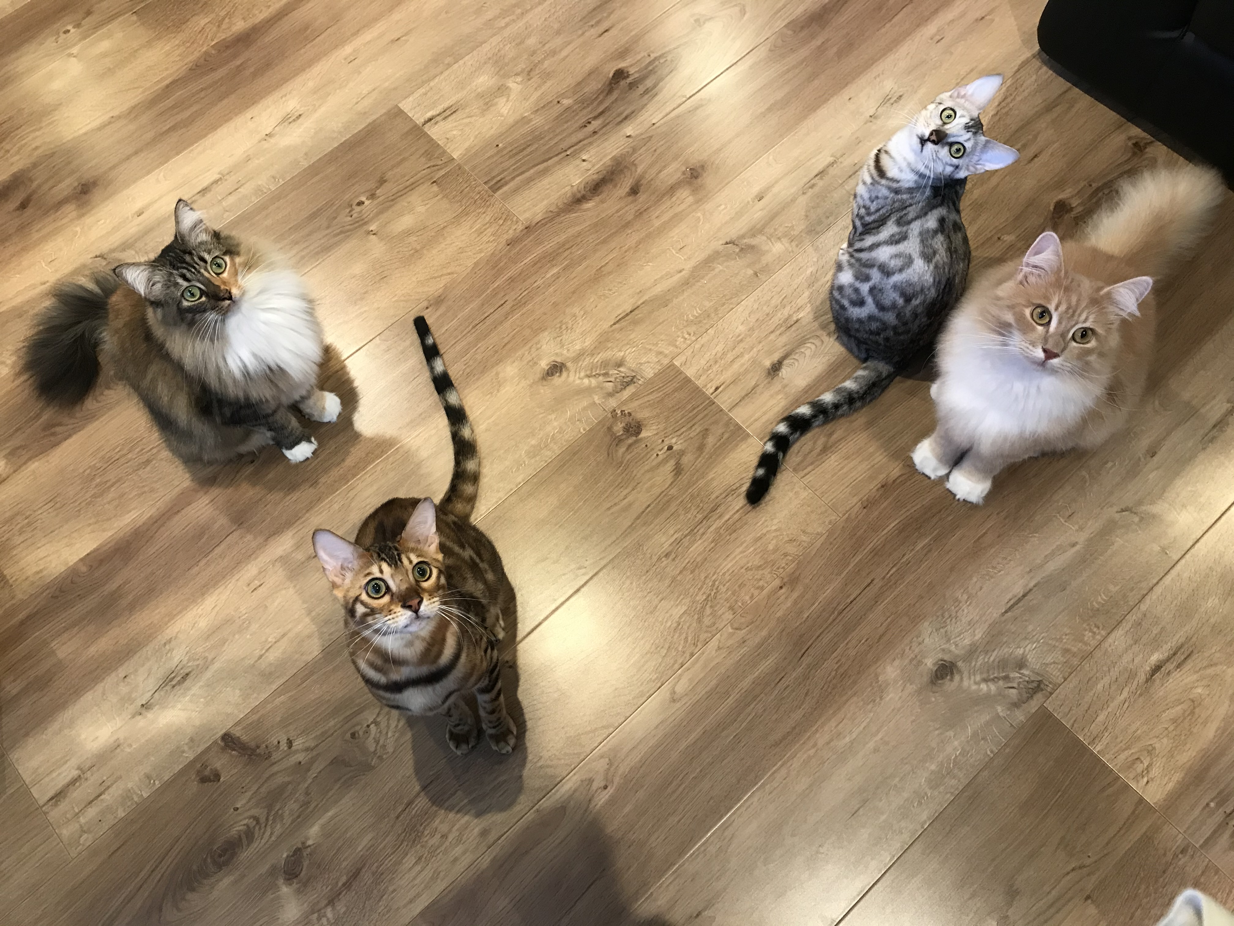 猫アレルギー持ちの猫loverさんに朗報 猫アレルギーの出にくい猫カフェ Catshouseねこや 年9月17日緑区にてオープン ねこ や