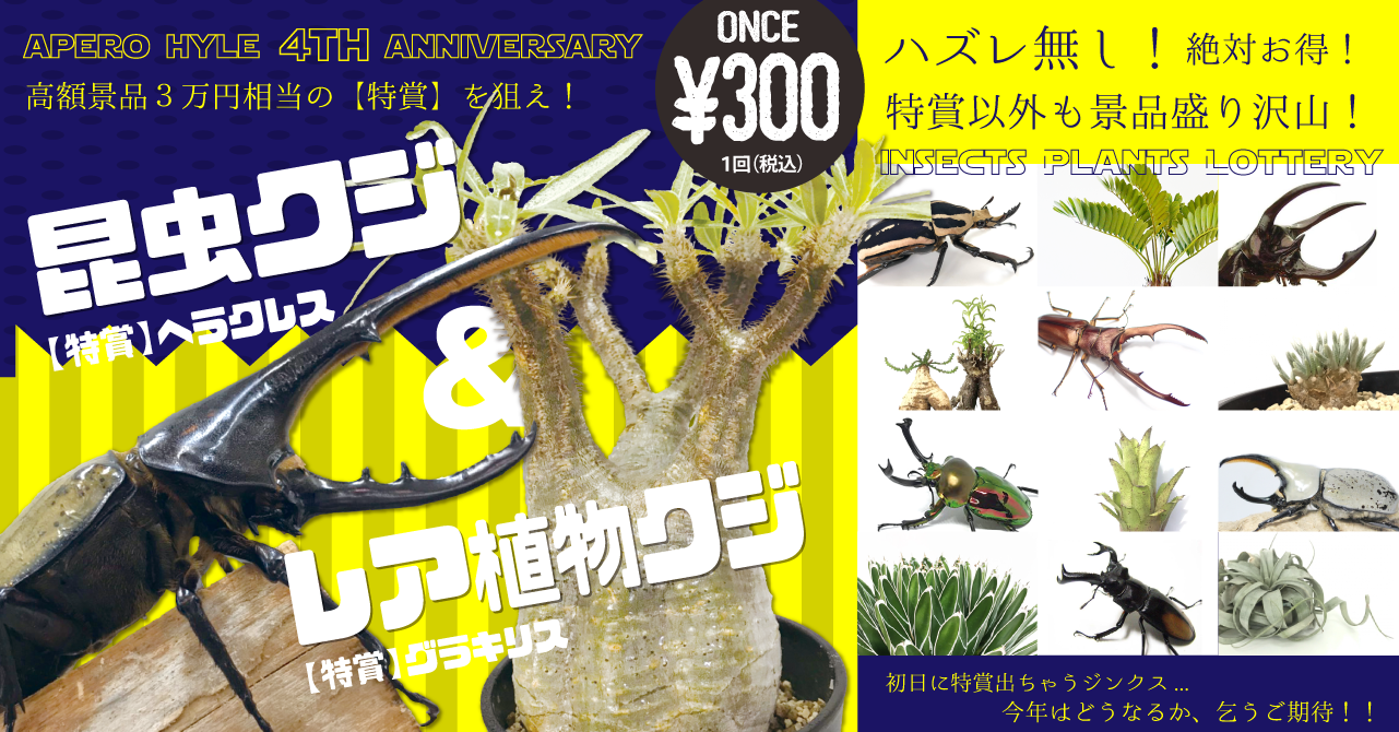 今年もやります！毎年恒例、大人気の昆虫クジ＆レア植物クジ！ 【第１弾】