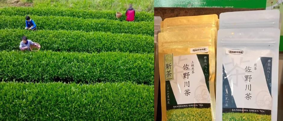 収穫地の茶畑と佐野川茶